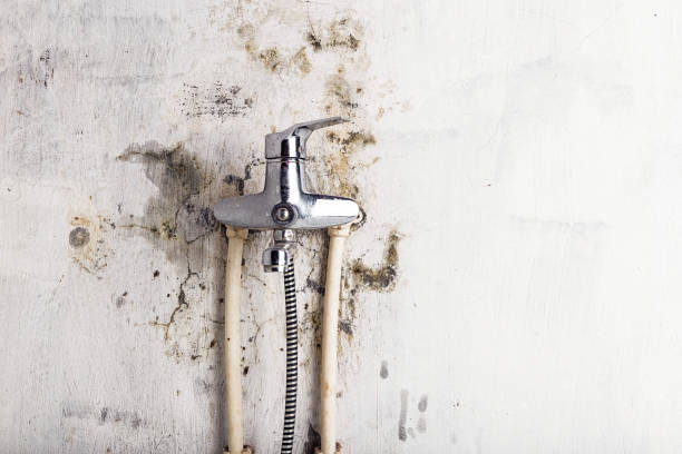 Best Emergency Mold Removal  in Hwatha, IA