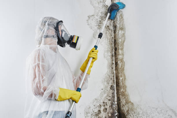 Best Commercial Mold Removal  in Hwatha, IA