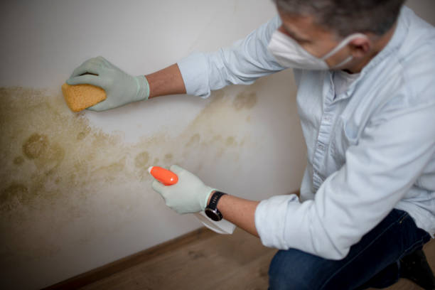 Best Office Mold Removal Services  in Hwatha, IA