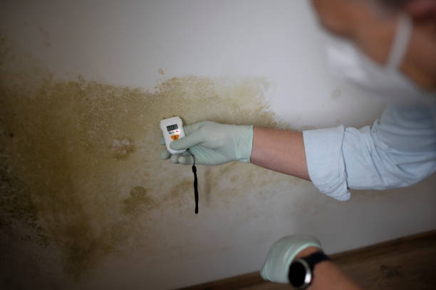 Best Office Mold Removal Services  in Hwatha, IA