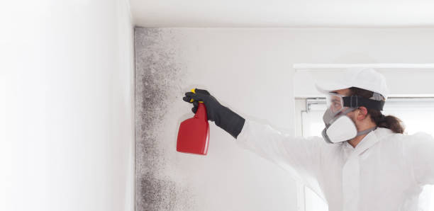 Best Home Mold Removal  in Hwatha, IA
