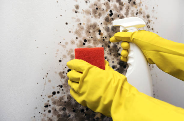 Best Fast Mold Removal  in Hwatha, IA