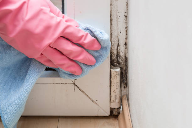 Best Black Mold Removal  in Hwatha, IA