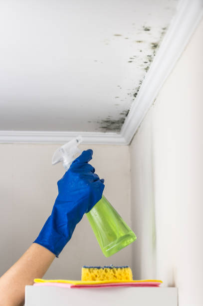 Best Mold Removal Near Me  in Hwatha, IA