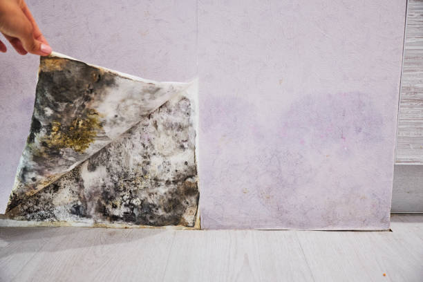 Best Professional Mold Removal  in Hwatha, IA